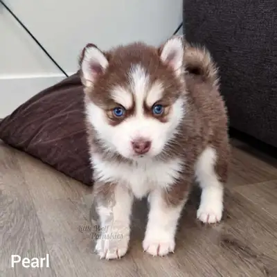 small pomsky puppies, View more