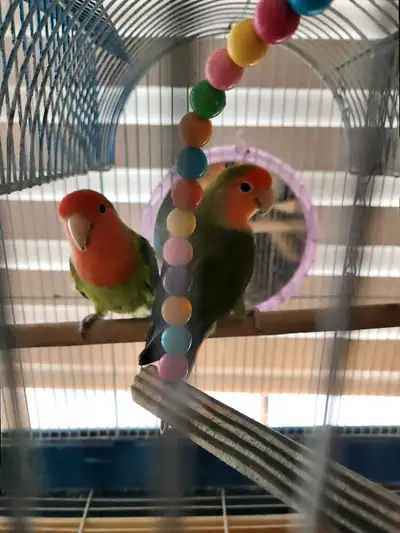 2 Peach-faced Lovebirds both 2 y/o, Cage included. 1 Boy and 1 Girl