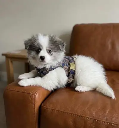 Pomeranian boy looking for a new home, View more