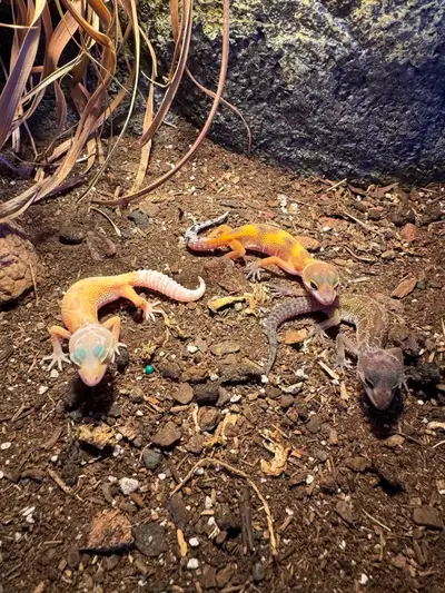 Assorted leopard gecko morphs available for rehome. $174.99 No cage or accessories included. Price i...