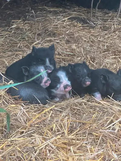 Potbelly pigs for sale ready to go aug 3, serious inquiries, only willing to drop off, depending on...