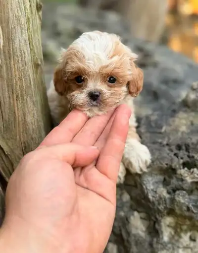 Malshipoo puppies available, View more