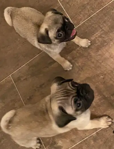 chiots Carlin /Pug, View more