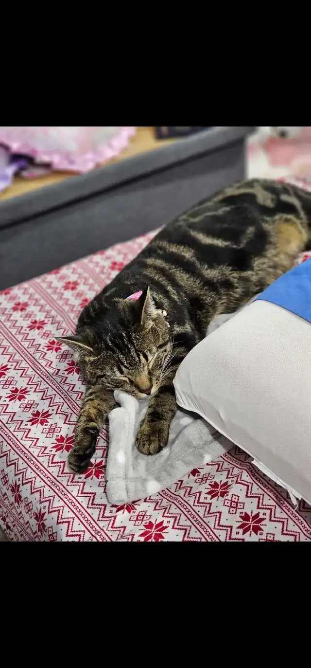 A Cat Named Mango, my cat's BF64407496931457120