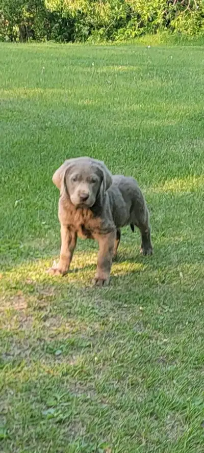 Parents are CKC registered English labs Dad is 110lbs mom is 80lbs excellent hunting dogs or just fa...