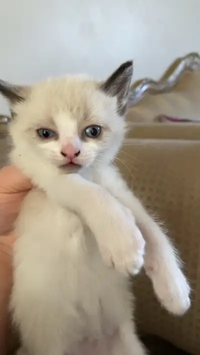 kittens in need for rehoming, View more