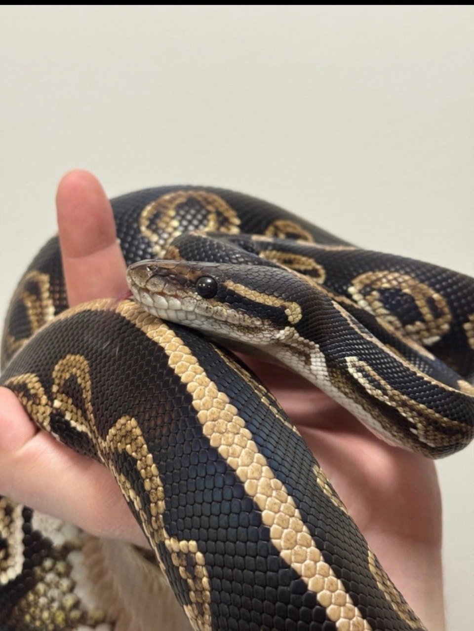 Male Adult Ball Python | Reptiles & Amphibians for Rehoming ...