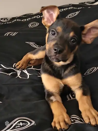 Male Chug  puppy , View more
