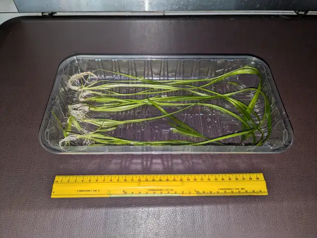 Jungle Vallisneria for sale in Fish for Rehoming in Markham / York Region - Image 3