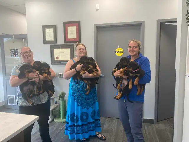 CKC Reg'd Rottweiler Puppies in Dogs & Puppies for Rehoming in Brantford - Image 9