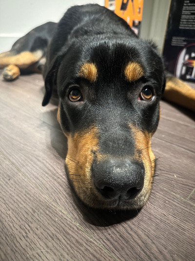 1 year old male German Shepard mixed Rottweiler 