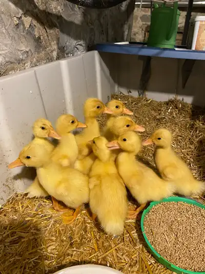 Pekin Ducklings, View more