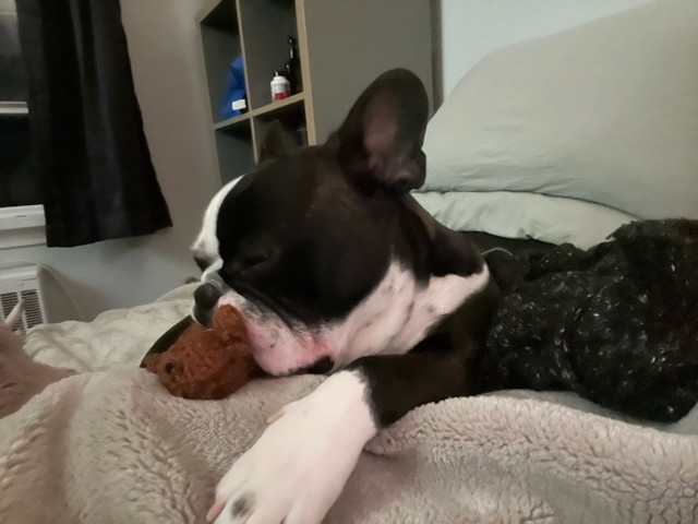 1 year old neutered Frenchton in Dogs & Puppies for Rehoming in Winnipeg - Image 3