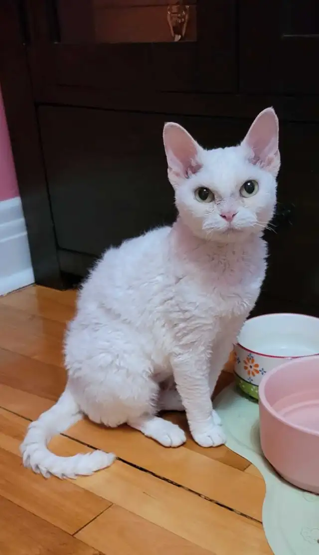 Chat Devon Rex femelle in Cats & Kittens for Rehoming in Laval / North Shore - Image 3