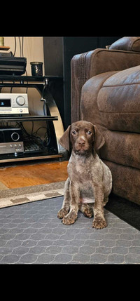 German Shorthaired Pointers 