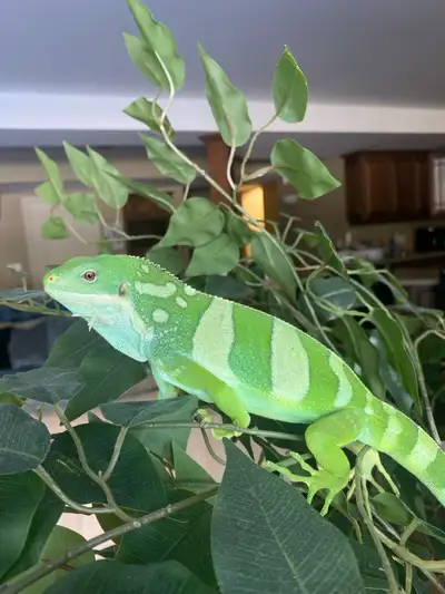 Male Central Banded Fiji Iguana, View more