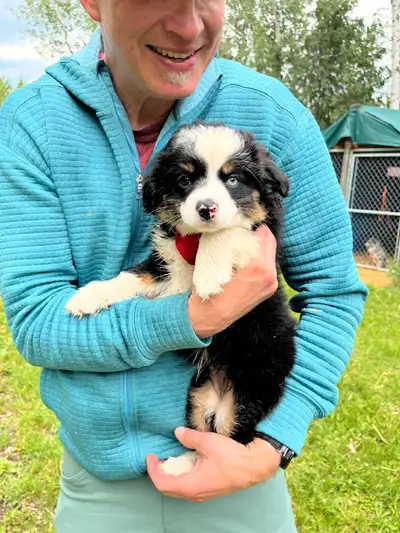 Australian Sheperd Puppies ready for their new homes!, View more