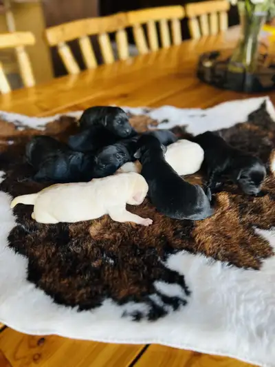 LABRADOR RETRIEVER PUPPIES  !!! READY EARLY JANUARY !!, View more