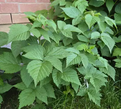 5 Raspberry plants for $15, View more