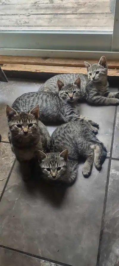 chatons de 14 semaines, View more