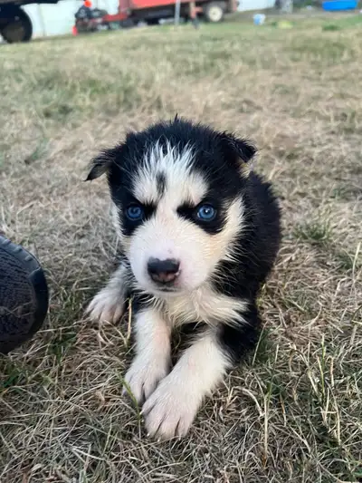 Purebred Siberian Huskies For Sale, View more