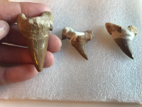 Dent de Megalodon fossile, dinosaures, pierre et minéraux.  
