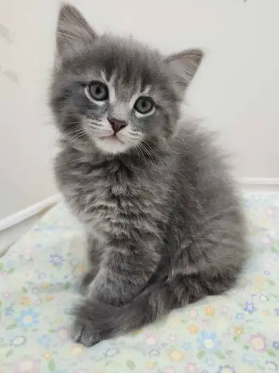 chatons à vendre, View more