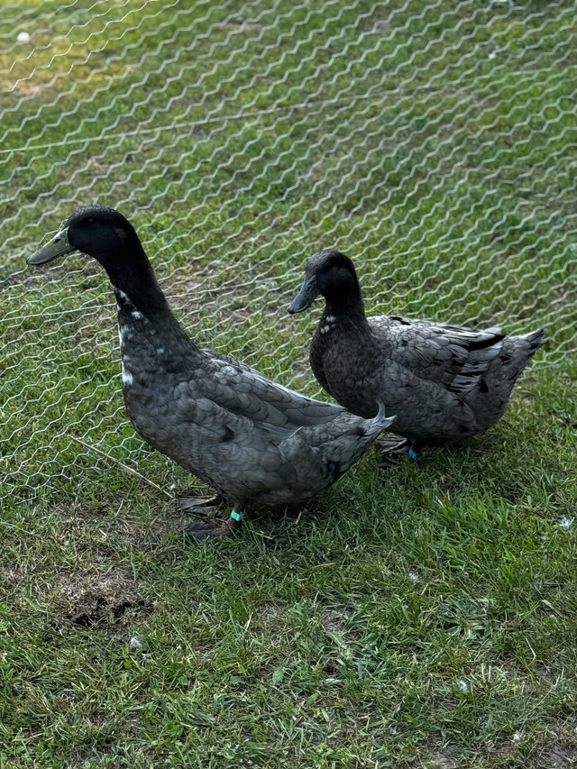 fertile duck eggs  in Livestock in Sudbury - Image 3