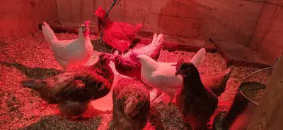 Hens For Sale, View more