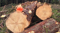 WANTED: Oversize Spruce Logs $500 - $1000 each stick