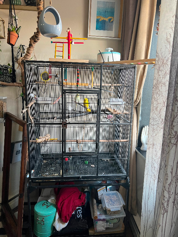 Budgies for rehome in Birds for Rehoming in North Bay - Image 2