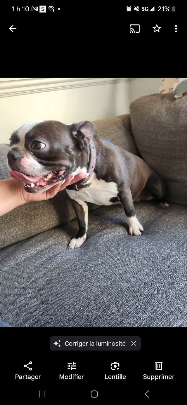 Boston terrier femelle adulte dans Chiens et chiots à adopter  à Laval/Rive Nord - Image 2