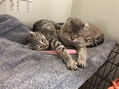 RÉSERVER Un couple inséparable. Moins que 3ans. Femelle 2 gènes silver léopard (enceinte). Mâle 1 gè...