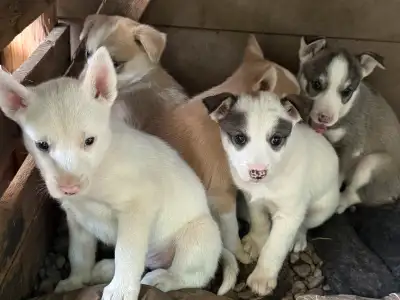 Chiots Husky Alaskan, View more