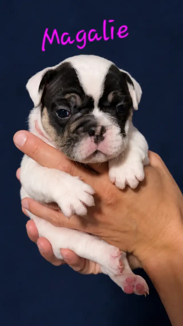 French Bulldog puppies CKC registered in Dogs & Puppies for Rehoming in City of Toronto - Image 2