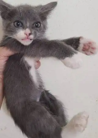 hypoallergenic Russian blue kittens 100, View more