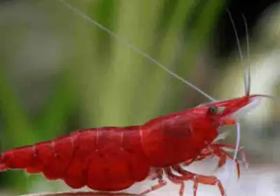 Red Cherry shrimp, View more