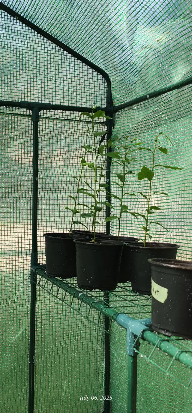 Chestnut trees for sale63234604152193122