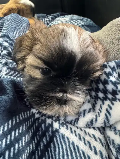 Looking for families who love dogs We have 3 beautiful Shih Tzu puppies: two males and one female. (...