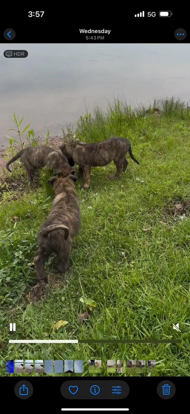 Dutch Shepherd puppies in Dogs & Puppies for Rehoming in Sudbury - Image 7