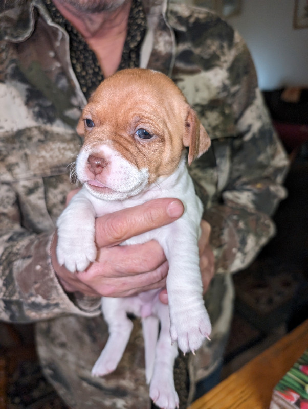 Jack Russell puppies for sale in Dogs & Puppies for Rehoming in Owen Sound