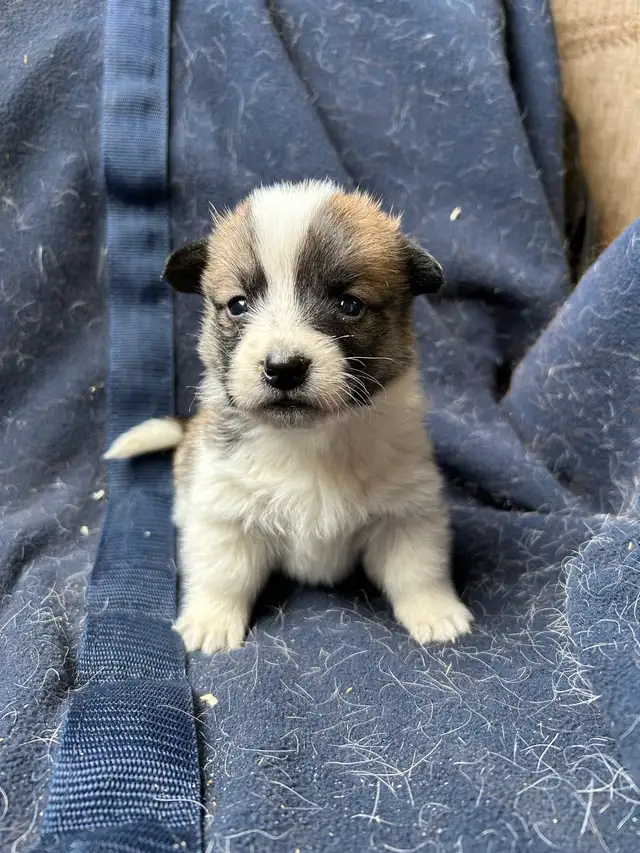 Chiot COWBOY CORGI à adopter in Dogs & Puppies for Rehoming in West Island - Image 7