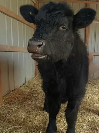 Full Size Purebred 2025 Black Angus Heifer For Sale, View more