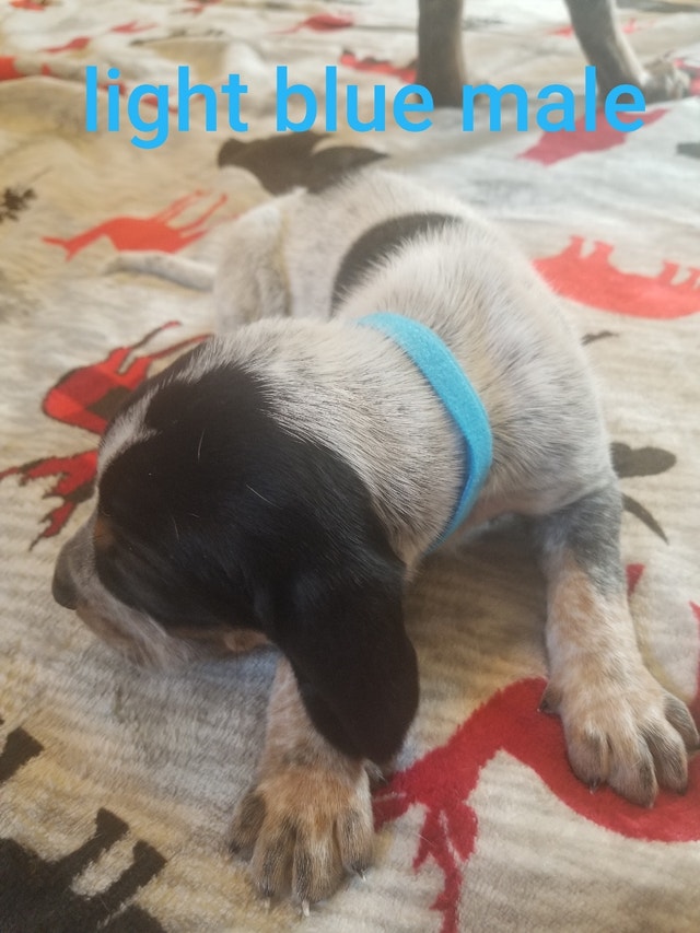 Bluetick puppies Dogs & Puppies for Rehoming Napanee Kijiji