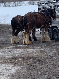 Farrier service 