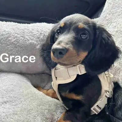 Miniature Long-Haired Dachshund Puppies - last one!!!, View more
