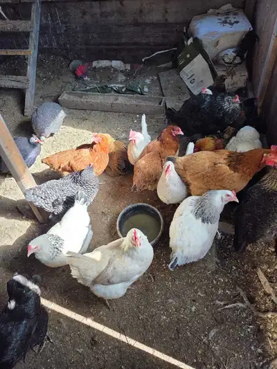 Chickens for sale , View more