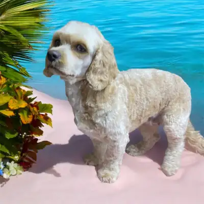 $55.  Same Day Dog Grooming  From $55, View more