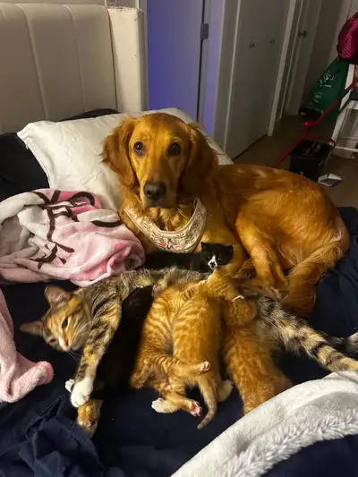 Meet phoebes litter of babies!!! 4 boys and 1 girl- these little guys are almost ready for their for...
