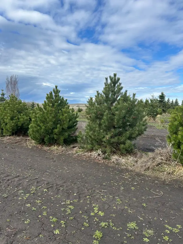 tree sales and moving62863246117249123